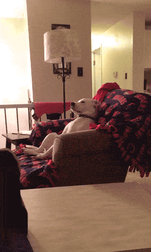 Собачьи гифки