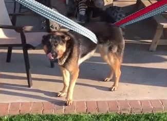 Собачьи гифки