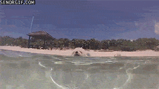 Собачьи гифки