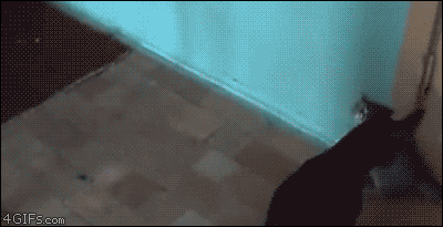 Кошачьи гифки