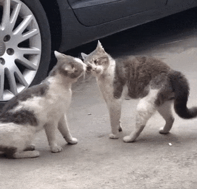 Кошачьи гифки