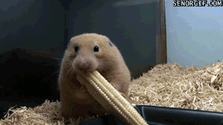 Гифки разные Гифки разные