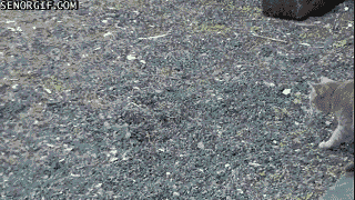 Гифки разные Гифки разные