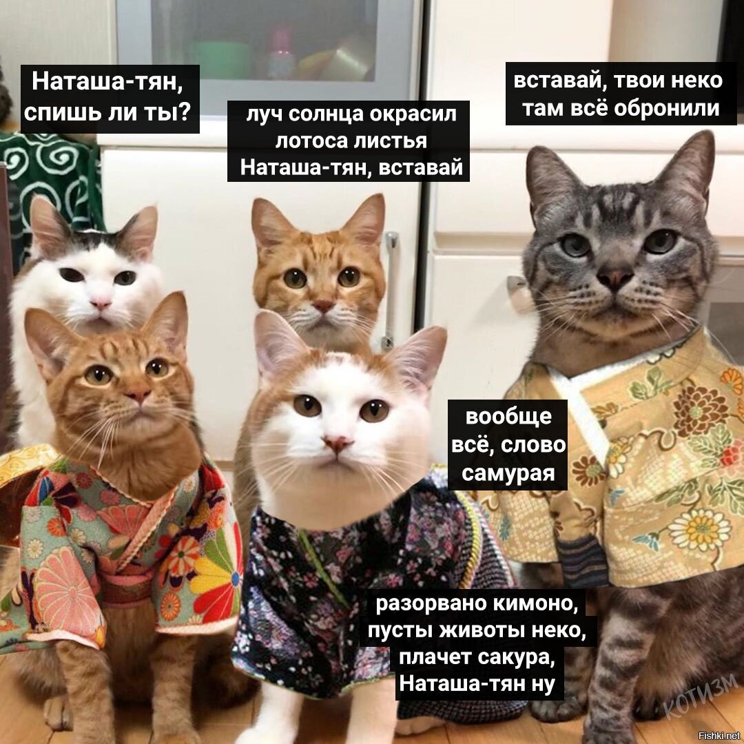 Котизм в вк