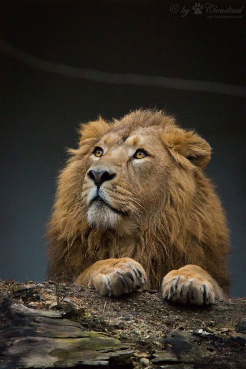 Радость гривастая: в Индии увеличилась популяция азиатских львов.