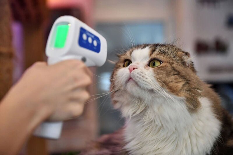 Коронавируса нет? Измерение температуры у кота в Бангкоке, Таиланд. (Фото Lillian Suwanrumpha):