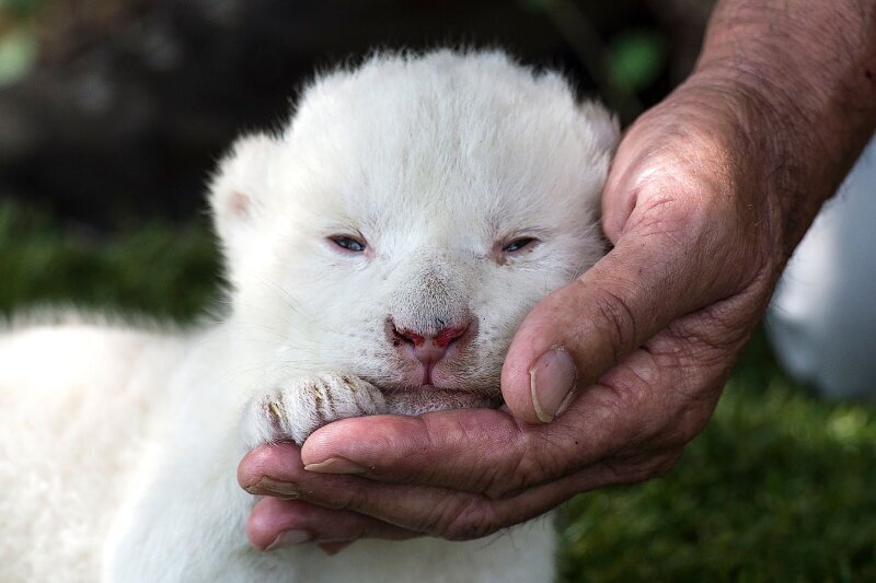 Белый король! Первый детеныш белого льва, родившийся в Испании, в Севилье, 10 июня 2020. (Фото Cristina Quicler):