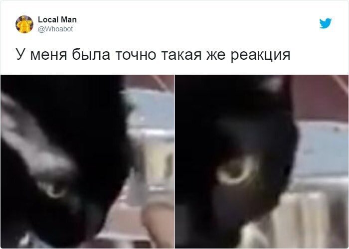 Реакция чёрной кошки с видео идеально совпадает с ощущениями людей, увидевшими его