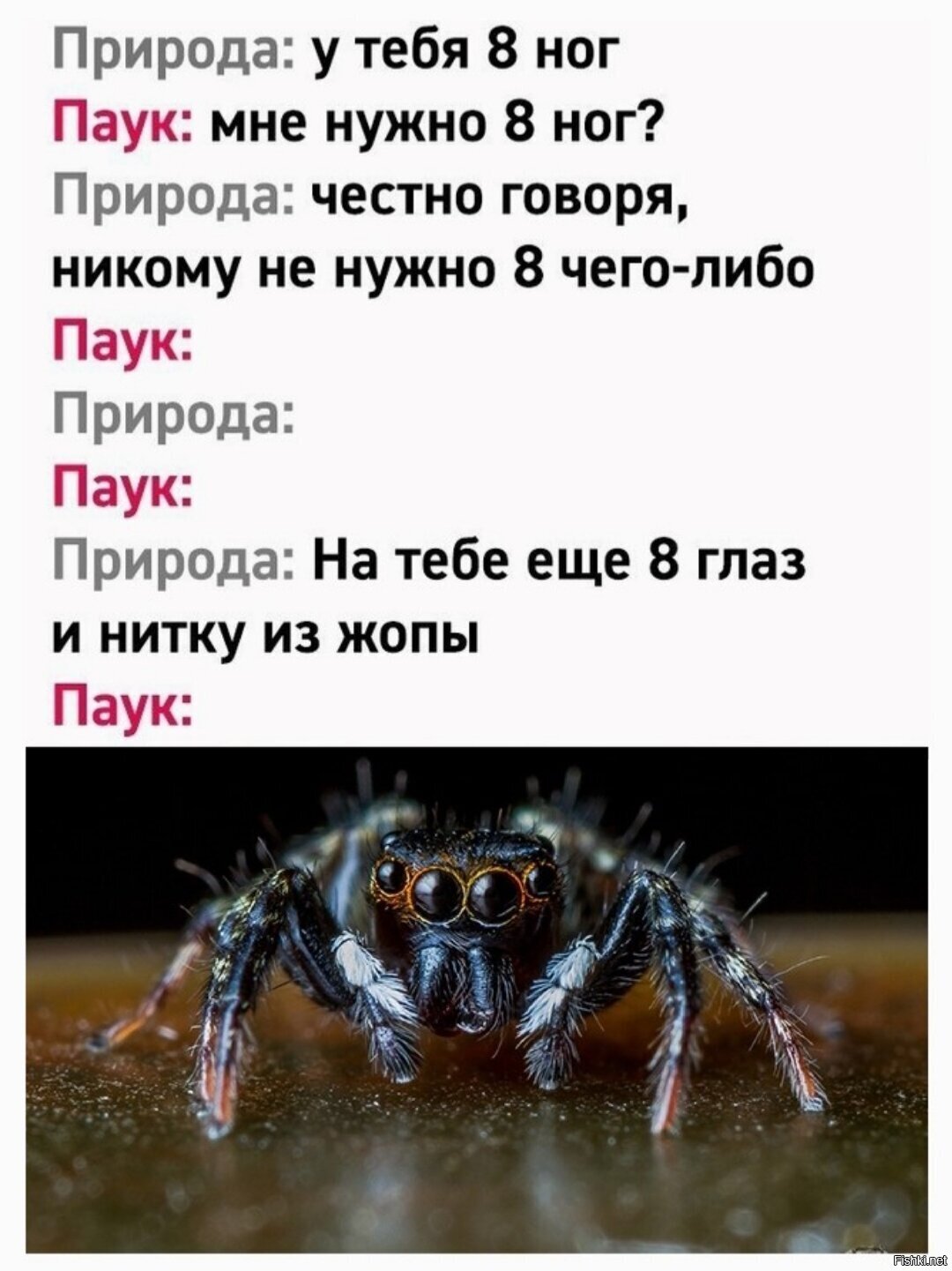 Люблю пауков