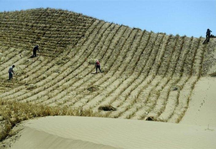 Как китайцы пустыню озеленяли... в течение 60 лет!