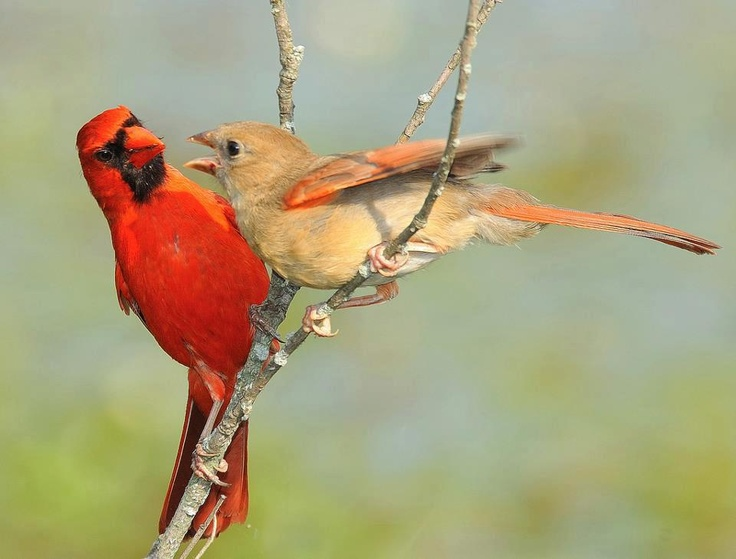Красный кардинал: Та самая птичка из Angry Birds. И она реально оказалась безумной!