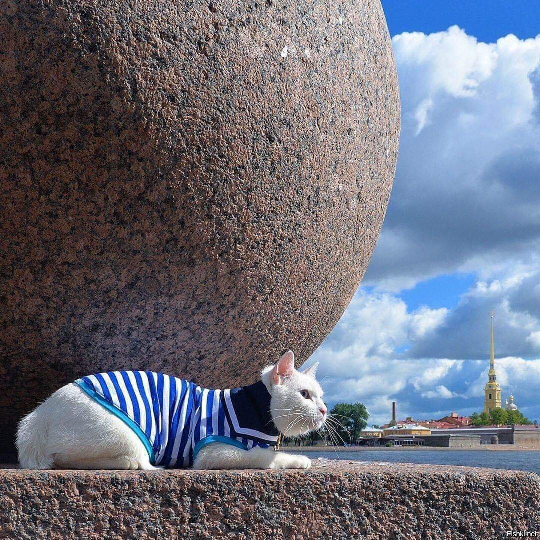 Петербургская Кошка Фото