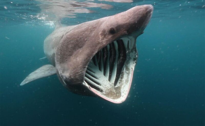 Исполинская акула  