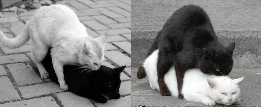 Люди против кошек. Черная кошка против белой. Преступление против кошечки. Я против кошек. Кошкам против зачетные.
