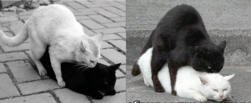 Черные кошки против