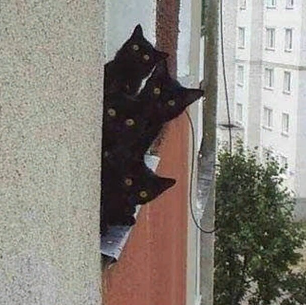 Черные кошки против