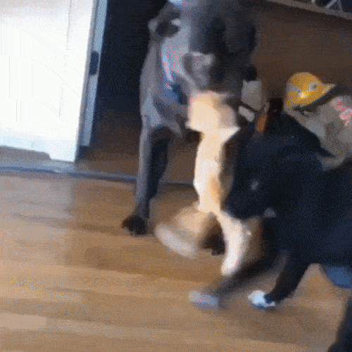 С добрым утром! С добрым утром!