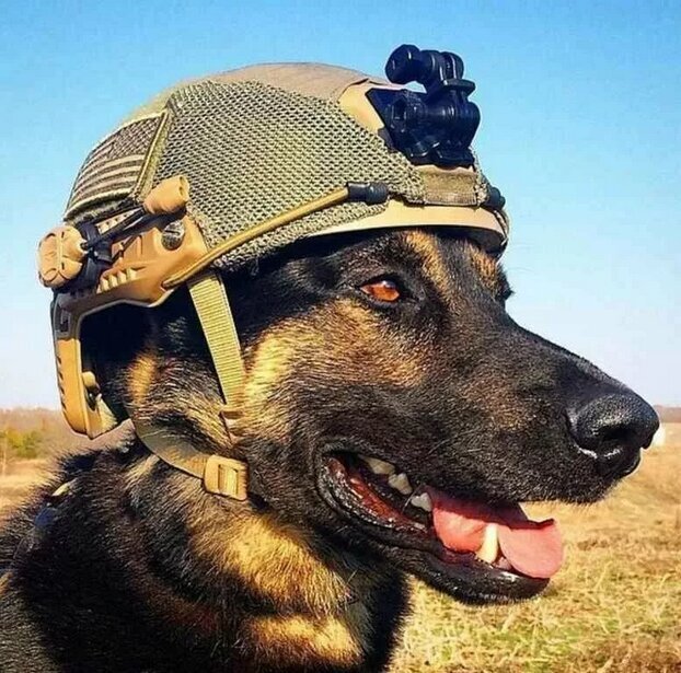 Военные дрессировщики и их служебные собаки - история помнит