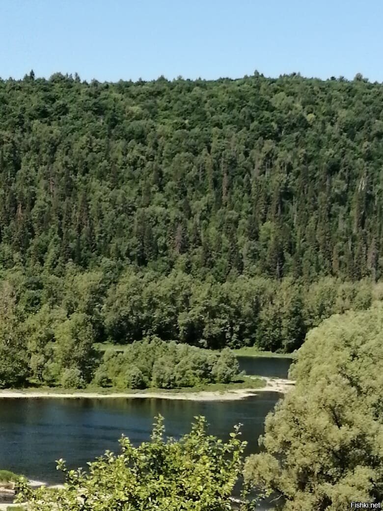 Деревья башкортостана названия и фото