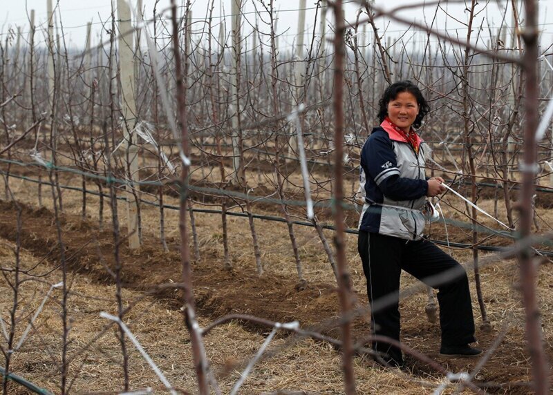 Женщина работает на фабрике по производству фруктовых соков Daedonggang Fruit Farm на окраине Пхеньяна.
