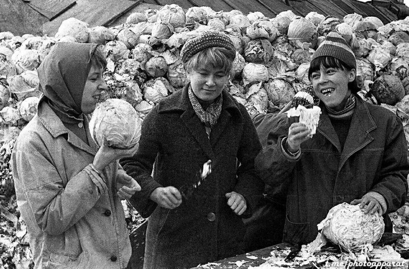 Студентки Московского энергетического института пробуют капусту, отбирая на овощной базе лучшую на вкус, СССР, 1967 год.