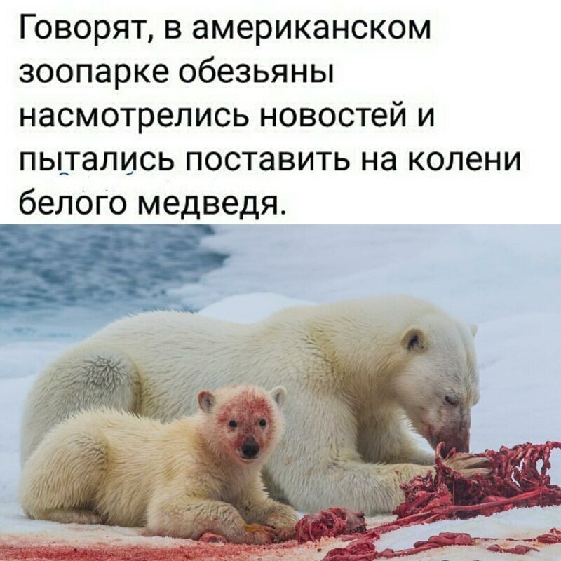 Политические комментарии из инета