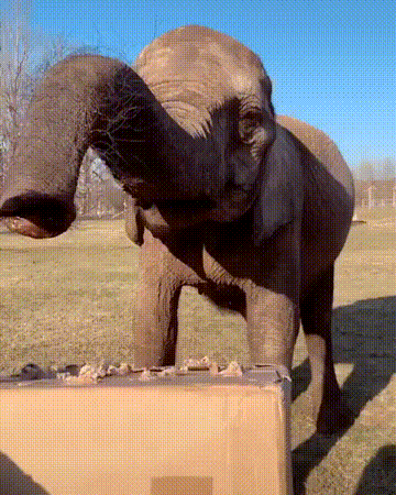 Близка морковка, да не ухватишь