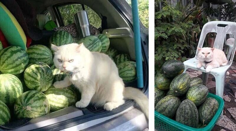 Сердитый кот-охранник с арбузной фермы