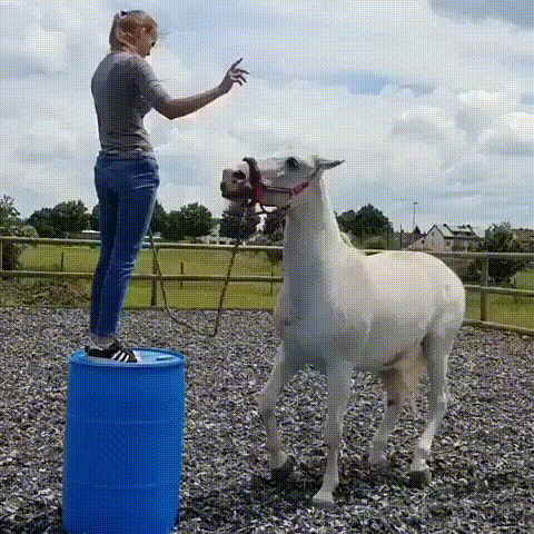 Неожиданное окончание дрессировки