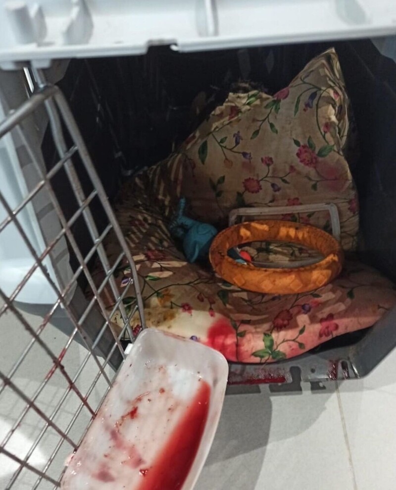 Пассажирке "Аэрофлота" выдали перевозку с собакой в кровяных подтеках и грязи