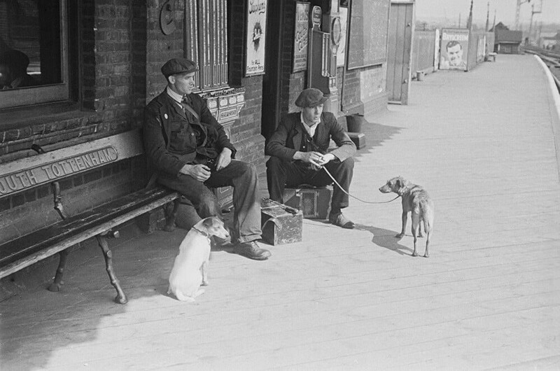 Профессиональные крысоловы Джим Форти и Альф Гринвин на станции Саут-Тоттенхэм, Лондон, со своими собаками и хорьками в клетках, сентябрь 1941 года. Фотография Берт Хардис