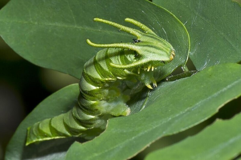 7. Гусеница хвостатой императорской бабочки похожа на дракона