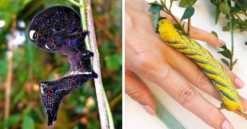 15 потрясающих гусениц, которые поражают своей красотой