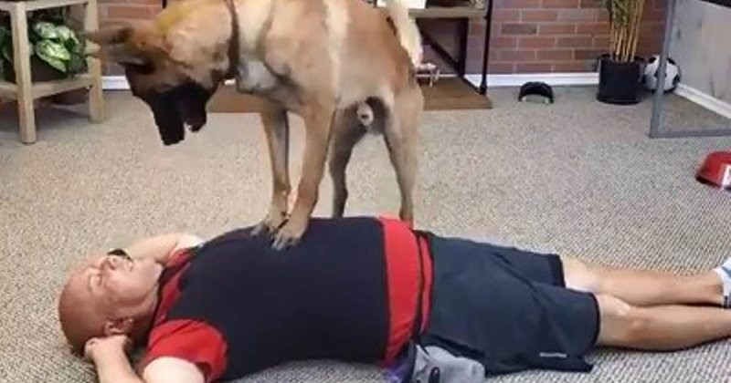 Эта собака знает, как оказывать первую помощь лучше, чем некоторые люди