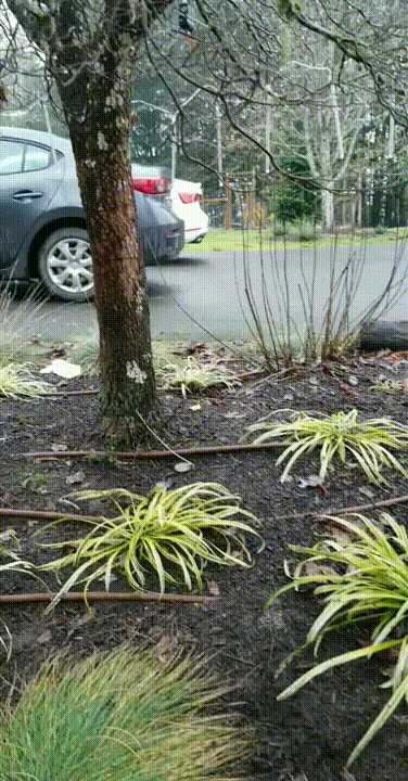 Олененку понравился домашний кот