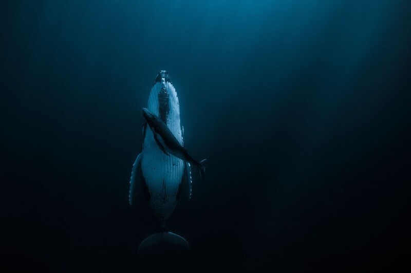 А вот и главный победитель. Мать-горбатый кит отдыхает со своим новорожденным китенком. А вы умеете спать стоя?  (Фото Jasmine Carey/2020 Hamdan International Photography Award)):