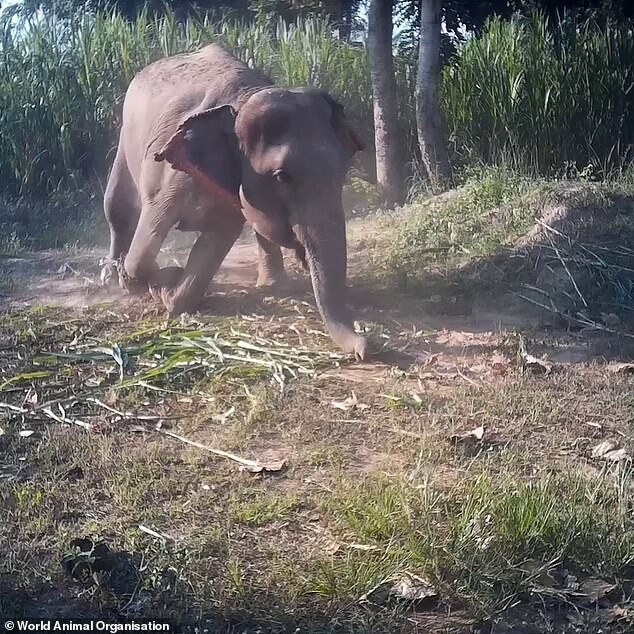 Видео: Как в Таиланде дрессируют молодых слонов и учат их покорности