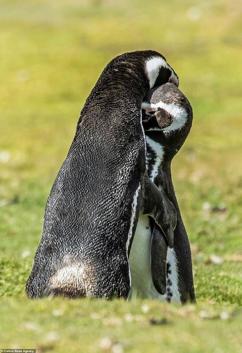 Пингвины: