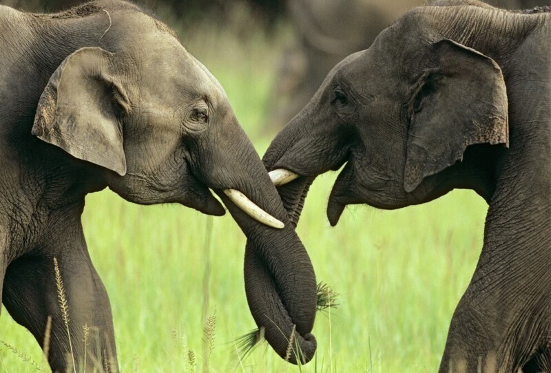 Слоны: