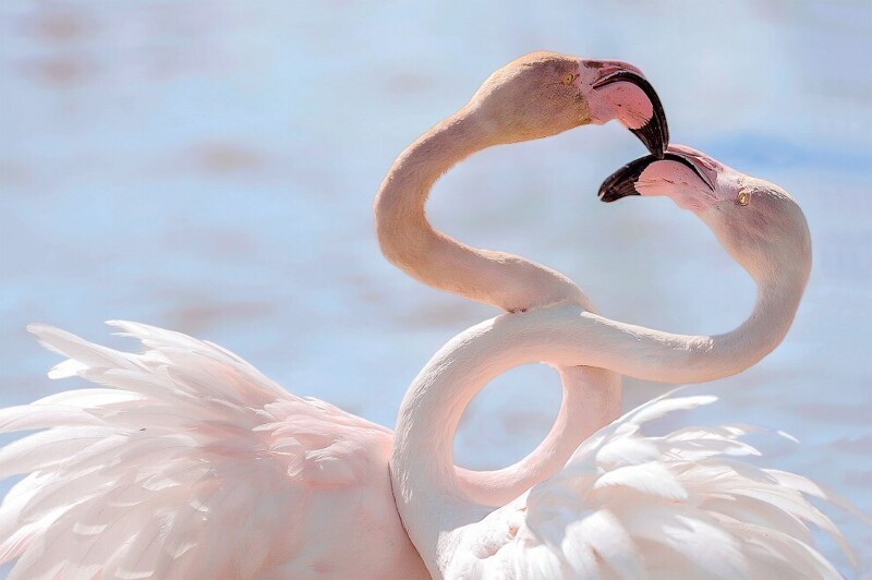 Фламинго: