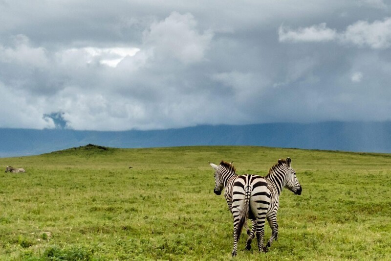 Две зебры в кратере Нгоронгоро, Танзания. (Фото Zhayynn James):