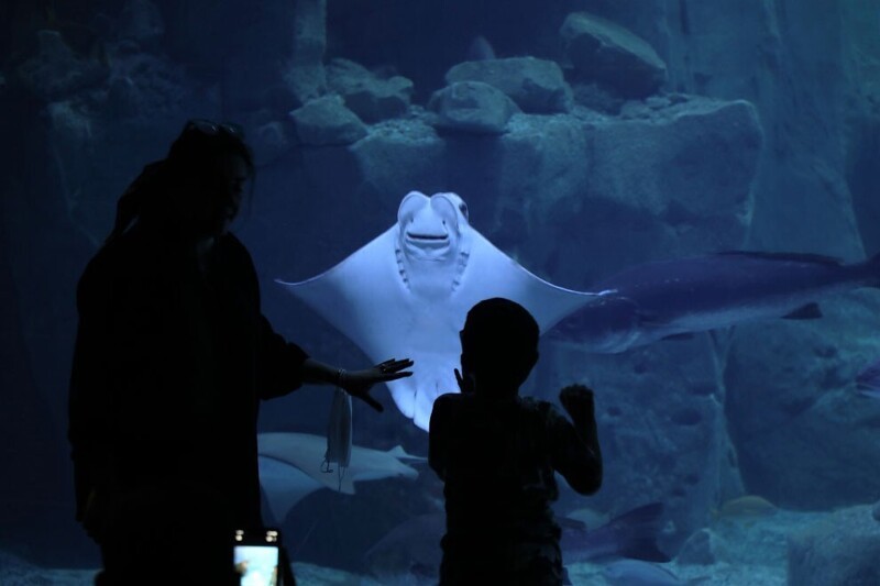 Вот так встреча! Стамбульский аквариум в Стамбуле, Турция. (Фото Xinhua News Agency):