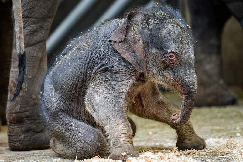 Новорожденный азиатский слон пытается встать в Пражском зоопарке. (Фото Petr Hamernik Prague Zoo):