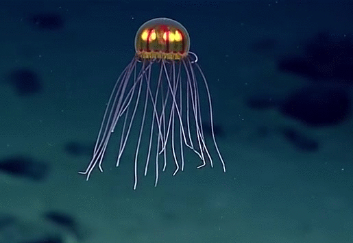 Гифки Гифки