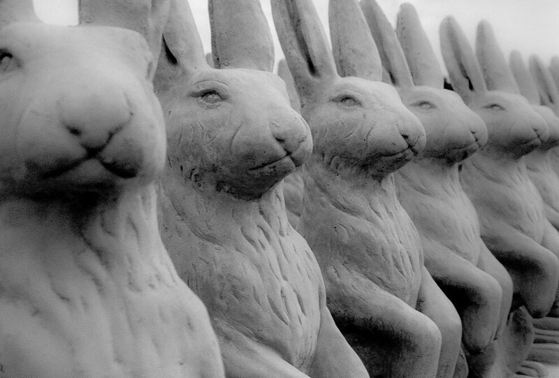 Молчаливые кролики, штат Джорджия. (Фото John Steinbeck):