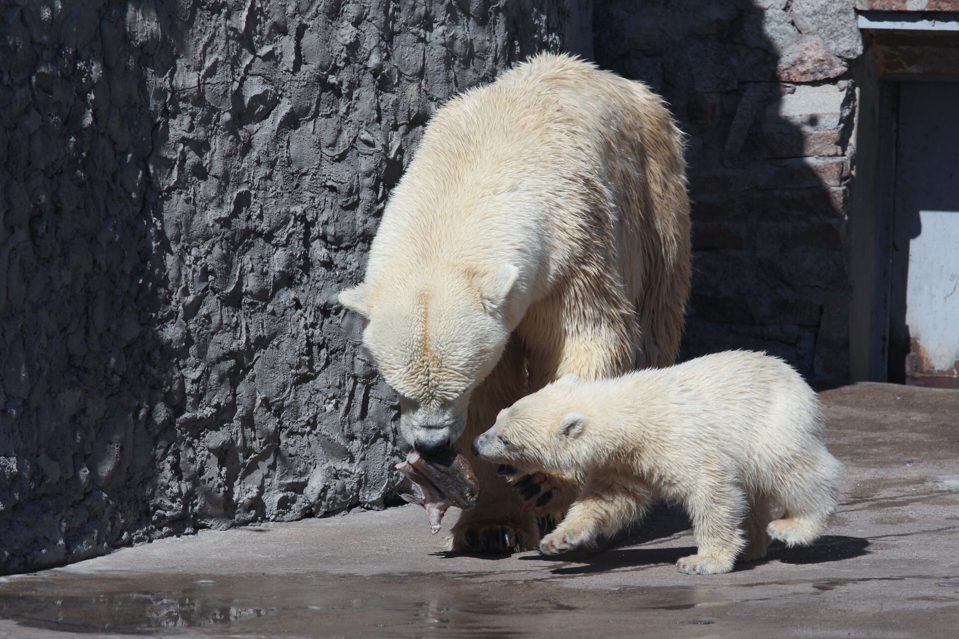 Белый медведь в питерском зоопарке
