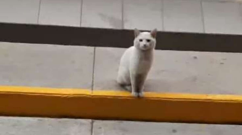 Одинокий белый кот каждый день приходил к магазину, садился у входа и чего-то ждал