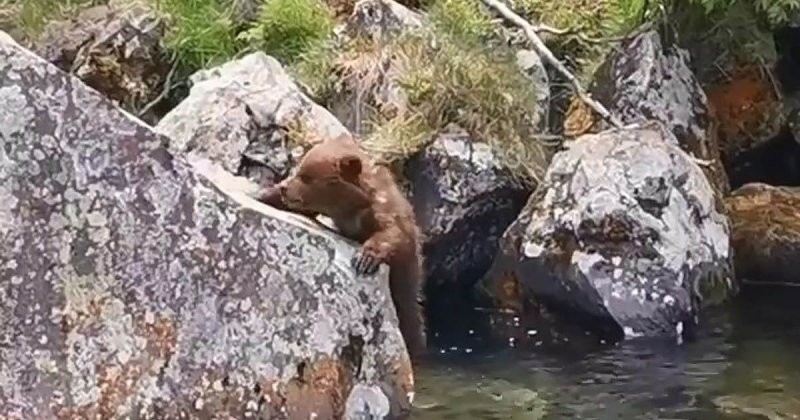 Потерявшийся медвежонок научился плавать, чтобы найти маму