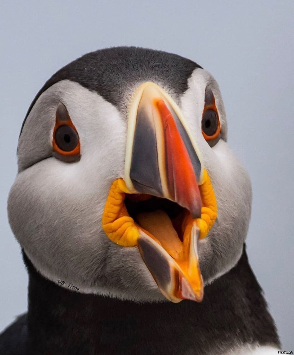 Клюв фламинго. Пасть гуся. Беззубые животные. Фламинго клюв с зубами. Красивый гусь.