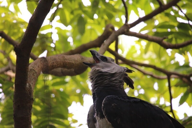 Гарпия — удивительная птица из Южной Америки